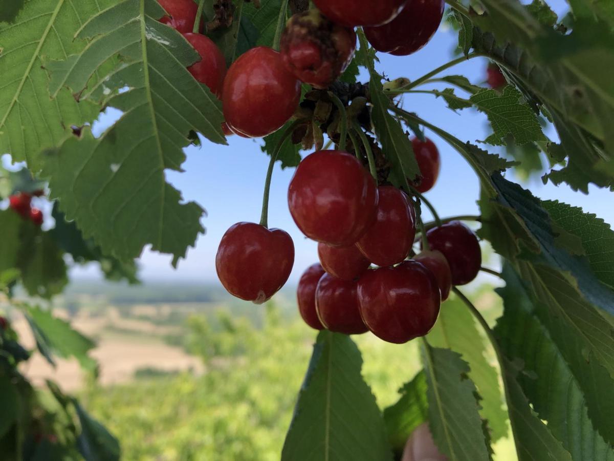 Ferienhaus Irene Vogtsburg Dış mekan fotoğraf
